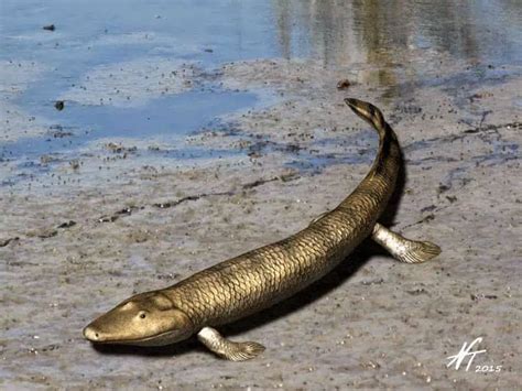 tiktaalik debunked
